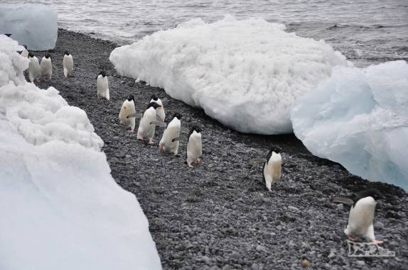 Pinguins caminham organizadamente na praia de Brown Bluff, na Antártida